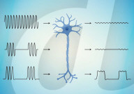 New material for fixing severed nerve cells