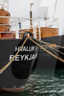 'We can carry on for ever': meet Iceland's last whale hunter