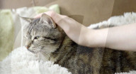 Cat gets world record for loudest purr