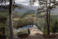 Wildcats released in Scottish Highlands in effort to prevent extinction in UK