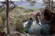Wildcats released in Scottish Highlands in effort to prevent extinction in UK