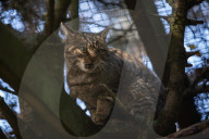 Wildcats released in Scottish Highlands in effort to prevent extinction in UK