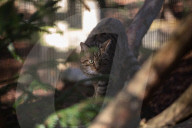 Wildcats released in Scottish Highlands in effort to prevent extinction in UK