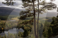 Wildcats released in Scottish Highlands in effort to prevent extinction in UK