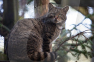 Wildcats released in Scottish Highlands in effort to prevent extinction in UK