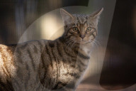 Wildcats released in Scottish Highlands in effort to prevent extinction in UK