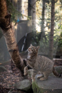 Wildcats released in Scottish Highlands in effort to prevent extinction in UK
