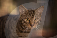 Wildcats released in Scottish Highlands in effort to prevent extinction in UK