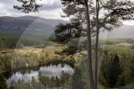 Wildcats released in Scottish Highlands in effort to prevent extinction in UK