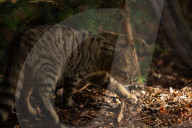 Wildcats released in Scottish Highlands in effort to prevent extinction in UK
