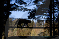 Wildcats released in Scottish Highlands in effort to prevent extinction in UK