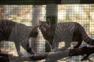 Wildcats released in Scottish Highlands in effort to prevent extinction in UK