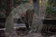 Wildcats released in Scottish Highlands in effort to prevent extinction in UK