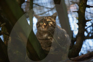 Wildcats released in Scottish Highlands in effort to prevent extinction in UK