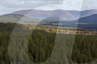 Wildcats released in Scottish Highlands in effort to prevent extinction in UK
