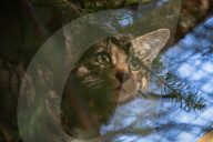 Wildcats released in Scottish Highlands in effort to prevent extinction in UK