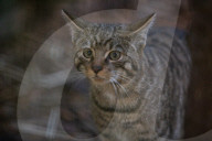 Wildcats released in Scottish Highlands in effort to prevent extinction in UK