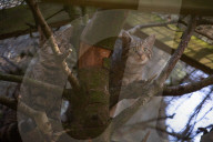 Wildcats released in Scottish Highlands in effort to prevent extinction in UK