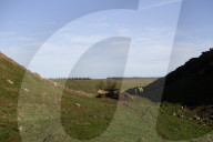 Sycamore Gap tree removed from Hadrian's Wall to be seasoned and reused