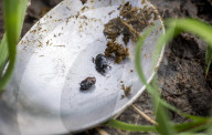 Why we should all dig into poo - all you need is a spoon