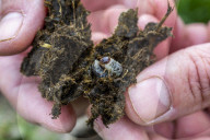 Why we should all dig into poo - all you need is a spoon