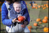 Hitchin Lavender- Pumpkin Patch in Hitchin, UK.