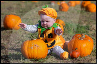 Hitchin Lavender- Pumpkin Patch in Hitchin, UK.