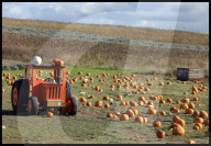 Hitchin Lavender- Pumpkin Patch in Hitchin, UK.