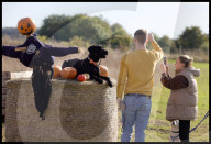 Hitchin Lavender- Pumpkin Patch in Hitchin, UK.