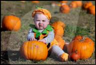 Hitchin Lavender- Pumpkin Patch in Hitchin, UK.