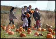 Hitchin Lavender- Pumpkin Patch in Hitchin, UK.