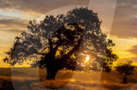 Misty sunrise after Storm Babet in London, UK.