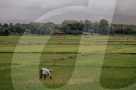 'Major disruptor': El Nino threatens the world's rice supplies