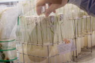 'Major disruptor': El Nino threatens the world's rice supplies