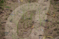'Major disruptor': El Nino threatens the world's rice supplies