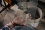 'Major disruptor': El Nino threatens the world's rice supplies