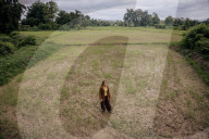 'Major disruptor': El Nino threatens the world's rice supplies