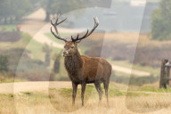 Stag in a misty Richmond Park in London, UK.