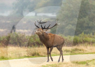 Stag in a misty Richmond Park in London, UK.