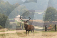 Stag in a misty Richmond Park in London, UK.