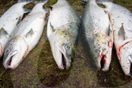 Thousands of salmon escaped an Icelandic fish farm. The impact could be deadly