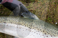 Thousands of salmon escaped an Icelandic fish farm. The impact could be deadly