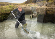Thousands of salmon escaped an Icelandic fish farm. The impact could be deadly