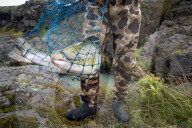 Thousands of salmon escaped an Icelandic fish farm. The impact could be deadly