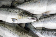 Thousands of salmon escaped an Icelandic fish farm. The impact could be deadly
