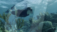 Prince William and Kate Middleton scuba diving in Caribbean