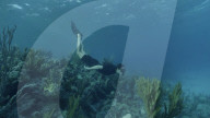 Prince William and Kate Middleton scuba diving in Caribbean