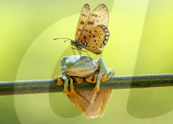 FEATURE - Schmetterling schmückt Frosch