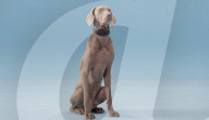 AI powered dog bark trainer