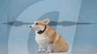 AI powered dog bark trainer